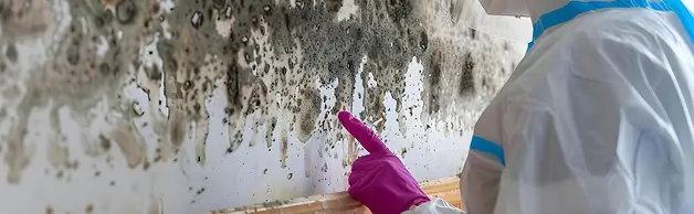MOLD REMOVAL