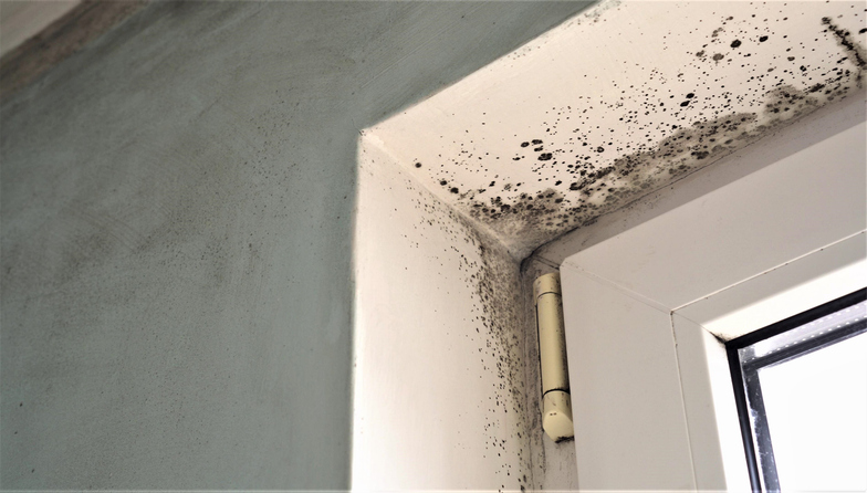 Early Warning Signs of Mold: Detection and Next Steps